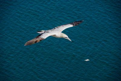 Seagull flying over sea