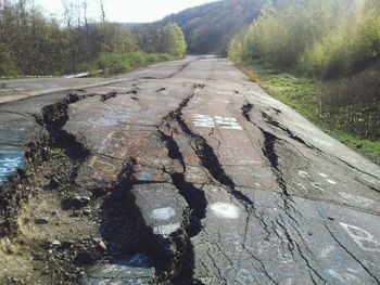 Close-up of road in forest