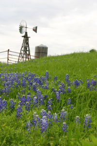 Close-up of flowering plants on field