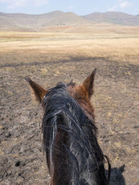 Close-up of horse on field against sky