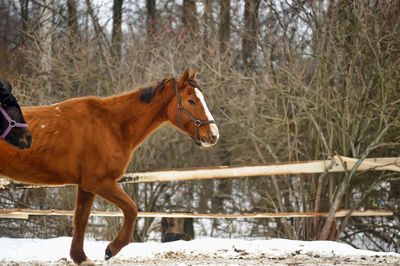 Horse in winter