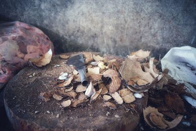 High angle view of mushrooms on wood