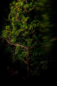 Trees in forest at night