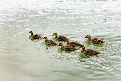 High angle view of ducks swimming in lake