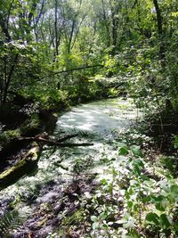 Scenic view of river amidst trees in forest