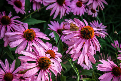 Close-up of purple coneflower blooming outdoors