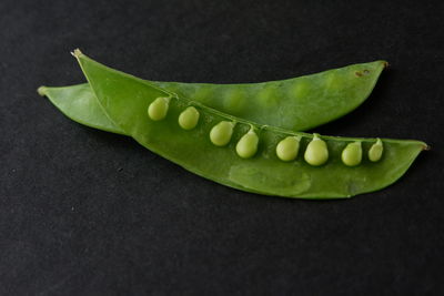 High angle view of green leaf on table against black background