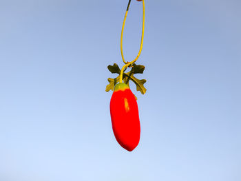 Close-up of red berries against clear blue sky