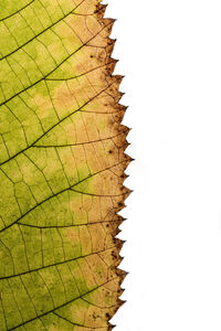 High angle view of leaf over white background