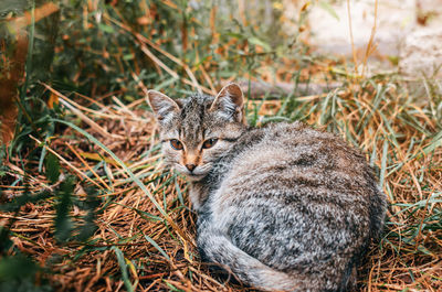 Cute pets. gray kitten lies on grass. funny screen saver with kitten.