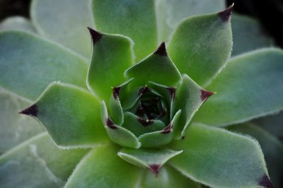 Close-up of prickly pear cactus