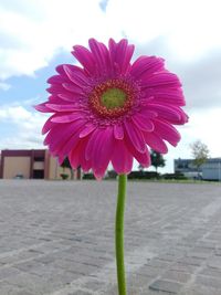 Close-up of flower against sky