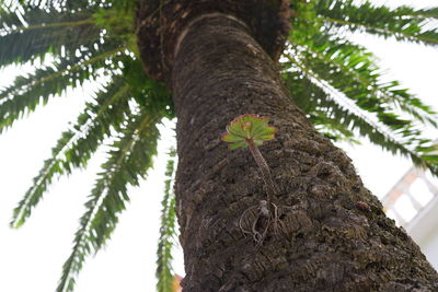 Low angle view of palm tree