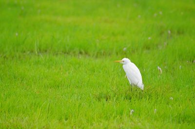 White bird on grass