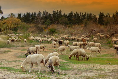 Sheep grazing on field against sky during sunset