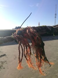 Close-up of fishing net on beach against sky