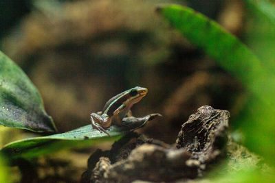 Close-up of frog on leaf