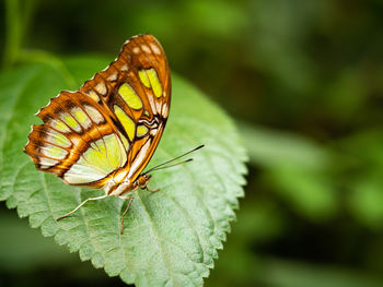 Close-up of butterfly on leaf