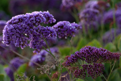 Close-up of purple flowering plant