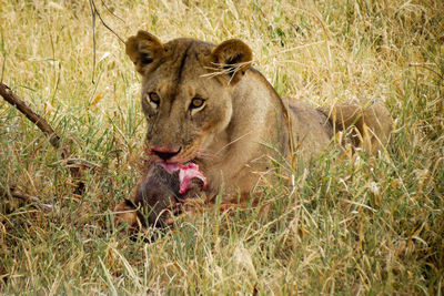 Portrait of lioness eating prey on grassy field