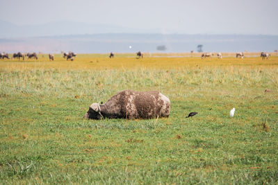 A buffalo covered in mud foraging at enkongo narok swamp at amboseli national park in kenya