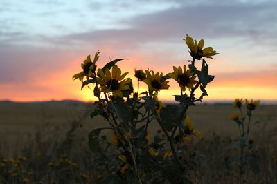 Close-up of flowering plants on land against sky during sunset