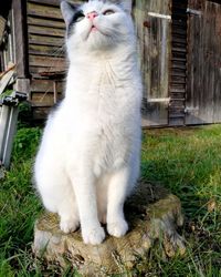 White cat sitting on grass