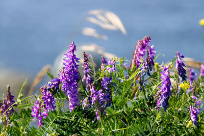 Close-up of purple flowering plants