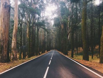 Empty road amidst trees at forest