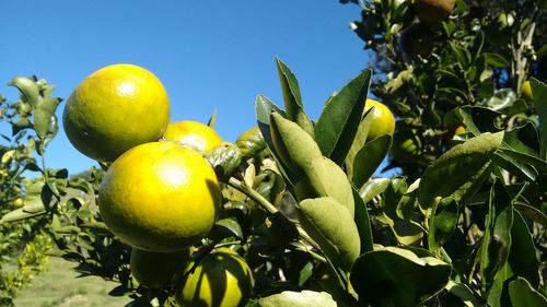 Close-up of fruits on tree