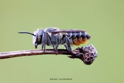 Close-up of insect perching on leaf