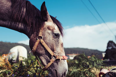 Close-up of horse against sky