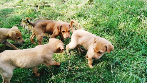 View of dogs on grassy field