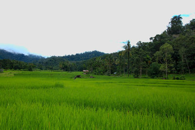 Scenic view of field against clear sky