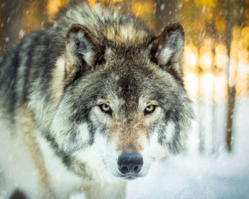 Close-up wolves portrait of the alfa male.