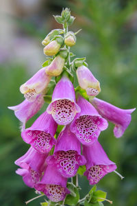 Close-up of pink flowering plant