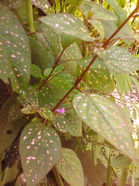 Full frame shot of leaves