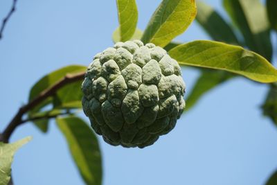 Close-up of fruit growing on plant against sky