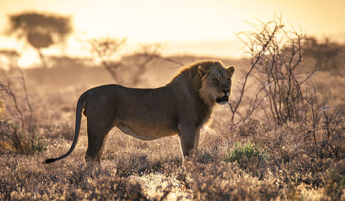 Side view of   wild animal standing on field against sky during sunset