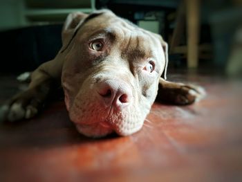 Close-up of dog lying at home