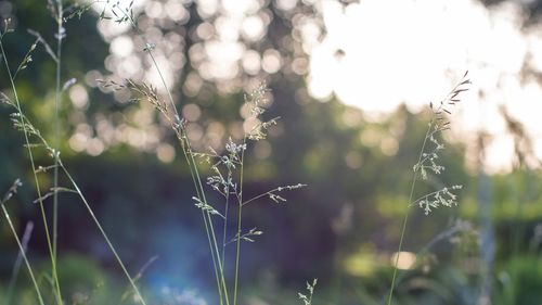 Close-up of dew on grass