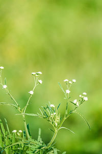 Close-up of flowering plant