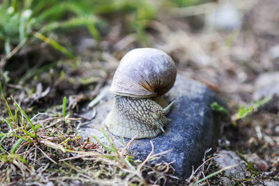 Close-up of snail on land