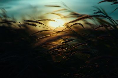 Close-up of grass against sky during sunset