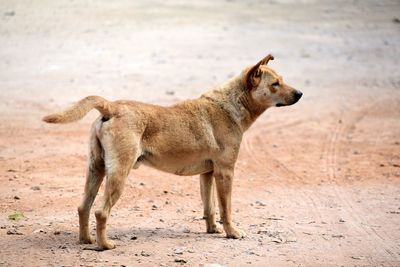 Full length of a dog looking away