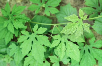 High angle view of wet plant leaves