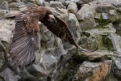 Close-up of eagle