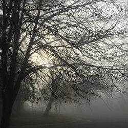 Bare trees against sky