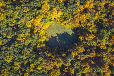 Top view of a forest clearing from a drone. aerial shot, autumn wood, heart shaped meadow