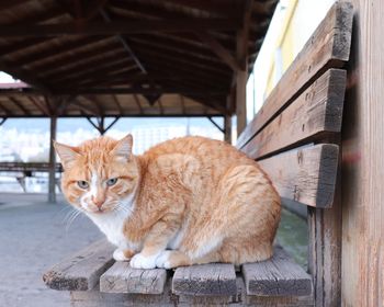 Portrait of a cat sitting on wood